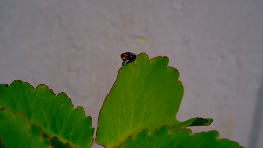 Nature Footage. Macro video of a Calliphora vomitoria fly perching on the edge of a leaf in Cikancung, Bandung Region - Indonesia