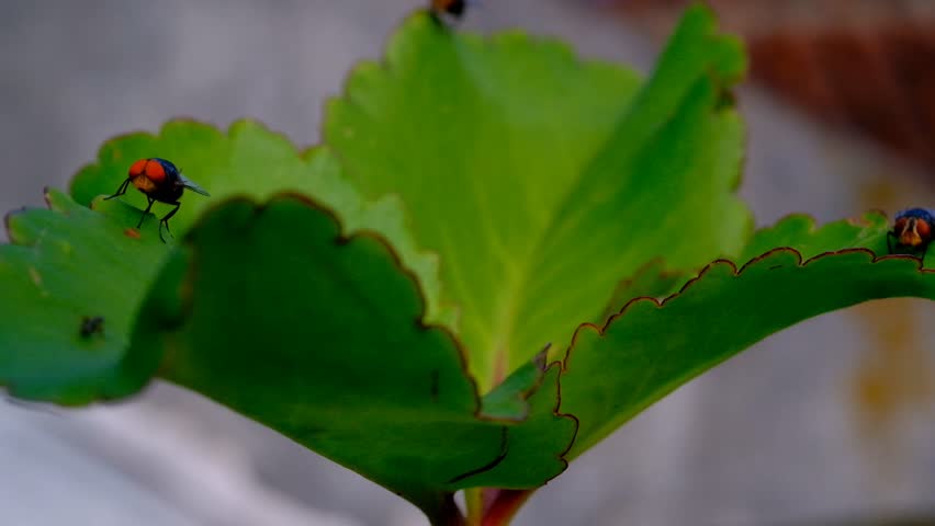 Nature Footage. Macro video of a Calliphora vomitoria fly perching on the edge of a leaf in Cikancung, Bandung Region - Indonesia