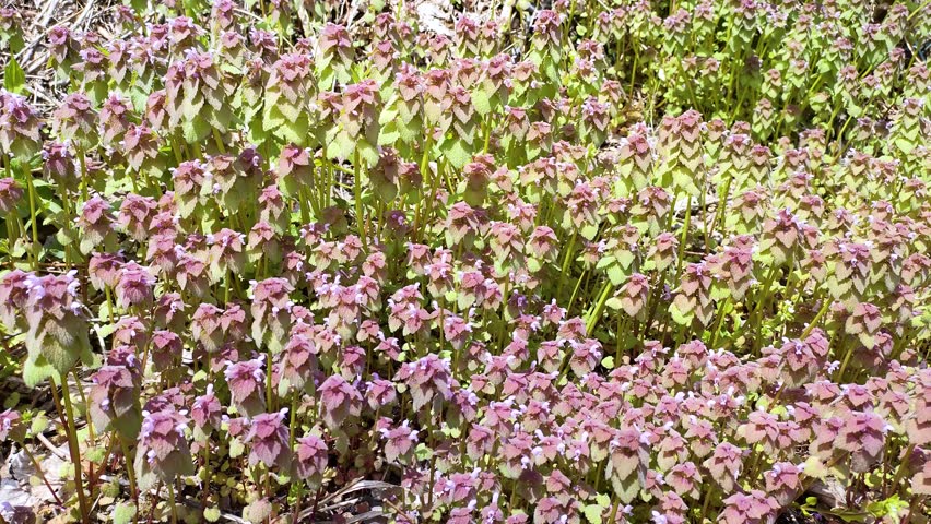 Red deadnettle or Lamium purpureum with purple flowers swaying in the wind