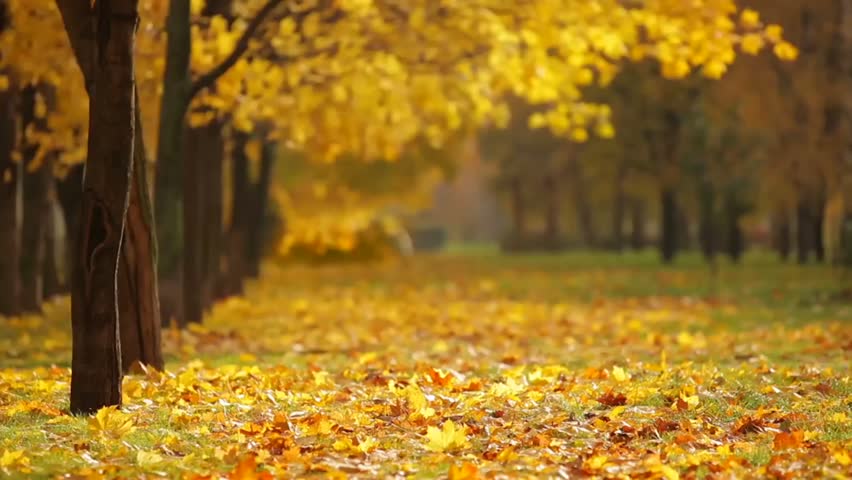 the best video of yellow leaves falling in the season of autumn of yellow trees. In this video many yellow trees and leaves are shown but focus is on the first yellow tree Royalty-Free Stock Footage #1104016591