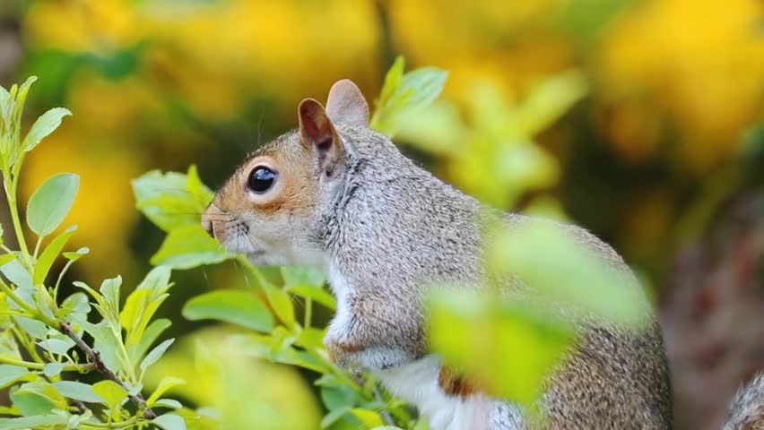 Squirrels are members of the family Sciuridae, a family that includes small or medium-size rodents. The squirrel family includes tree squirrels, ground squirrels, and flying squirrels. | Shutterstock HD Video #1104016745