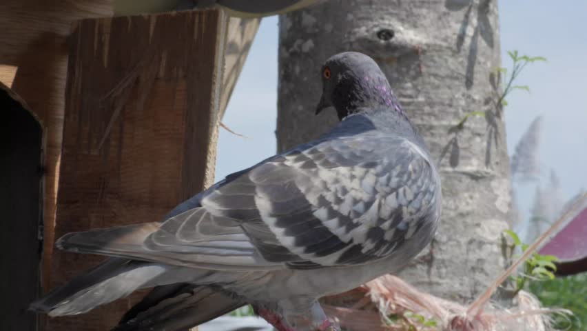 a dove inspects the situation outside the cage with its head turning to the right and left