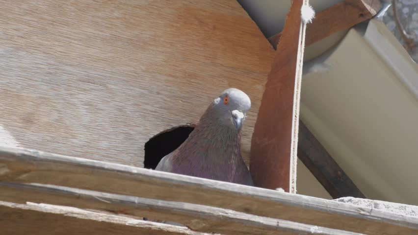 a dove inspects the situation outside the cage with its head turning to the right and left