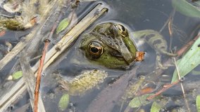 green frog in the lake. 4k video capture
