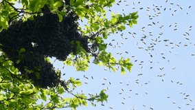 A swarm of bees is circling in the air. Methods of reproduction of bees by the method of swarming. Slow-motion video.