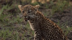 footage of a newborn African baby leopard cub resting on grass. epic shot of a wild African leopard cub sitting on grass in the forest