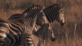 closeup of a herd of wild African zebra standing with baby zebra foal in the forest. epic shot of a zebra closeup walking on grass