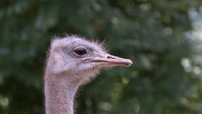 footage of a African ostrich bird closeup standing alone in the forest. closeup of a common ostrich bird face walking in the forest