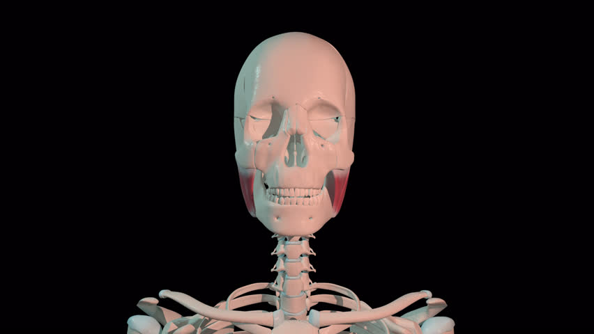 This 3d animation shows the masseter muscles in full rotation loop on human skeleton Royalty-Free Stock Footage #1104037719