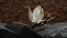 This 4K video features the beautiful sound of bell crickets chirping, recorded using a high-quality sound-collecting microphone.