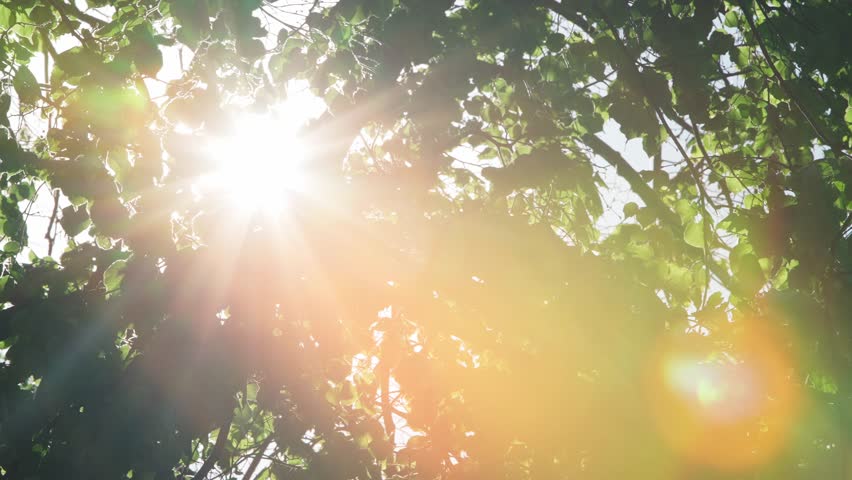 Bright sun shining through trees leaves. sunlight and foliage. rays of daylight break through rich green leaves waving in wind. green season. spring weather. early summer. morning light. lens flare | Shutterstock HD Video #1104038851