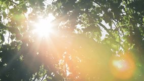 bright sun shining through trees leaves. sunlight and foliage. rays of daylight break through rich green leaves waving in wind. green season. spring weather. early summer. morning light. lens flare - Powered by Shutterstock - Get 15% off with code: PIKWIZARD15