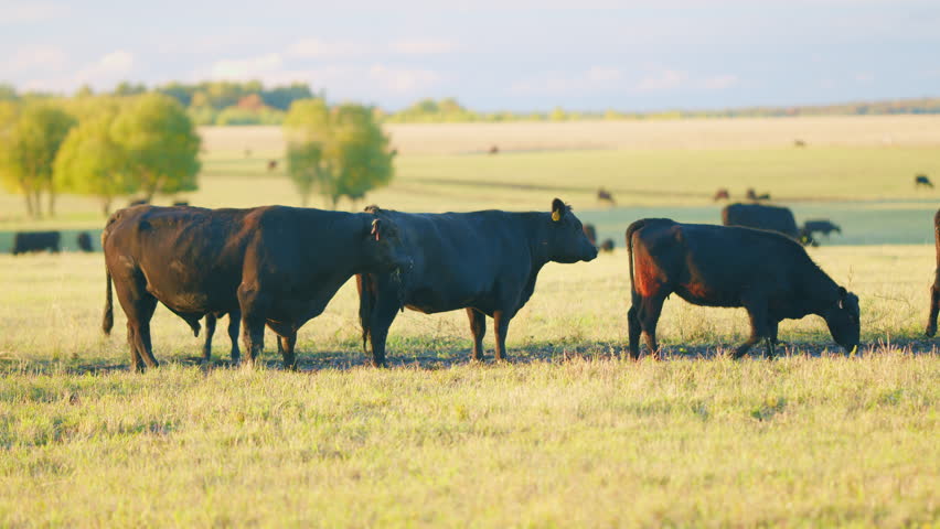 Black angus cattle grazing on a green grass pasture. Grass fed organic beef. Cow in pasture. Static view. Royalty-Free Stock Footage #1104041509