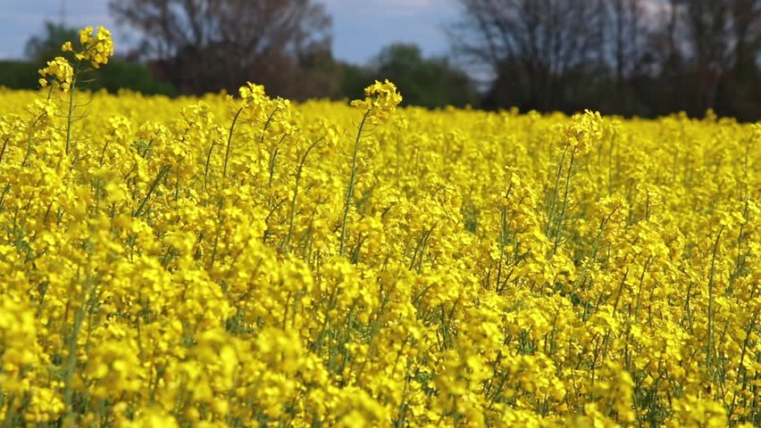 Organic rapeseed field in full blow and yellow blossoms blooming in spring with flying honey bees collecting pollen in organic rapeseed field for pollination and honey production with yellow blossoms Royalty-Free Stock Footage #1104045697
