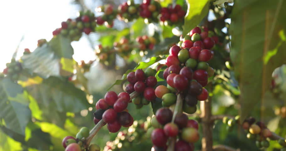 Group of ripe and raw coffee berries on coffee tree branch. Coffee plant in farm plantation in Thailand.