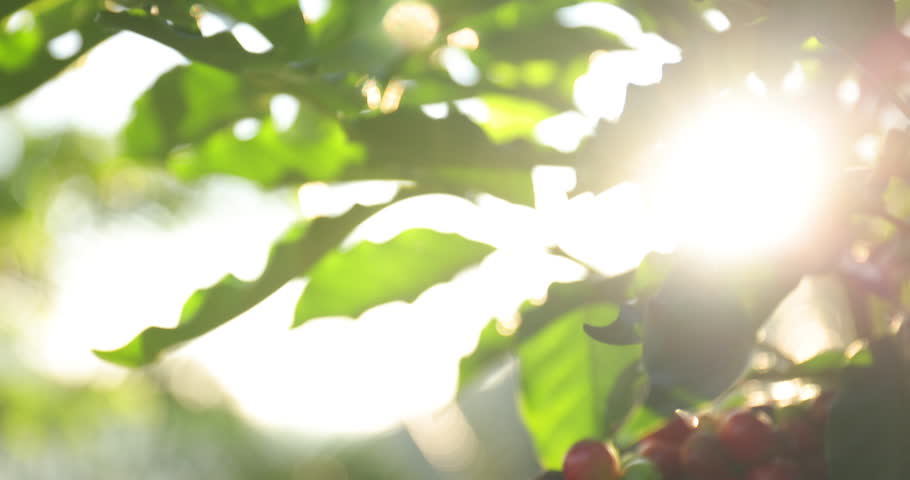 Group of ripe and raw coffee berries on coffee tree branch. Coffee plant in farm plantation in Thailand. Royalty-Free Stock Footage #1104046513