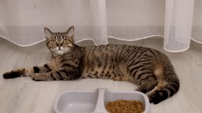 hungry angry tabby cat eating dry food from plastic bowl,lying on floor.upset dissatisfied kitty kitten close up 4k video.isolated domestic pet animal, curtains background, room apartment house home