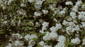 Footage with white blooming flowers on a green bush.