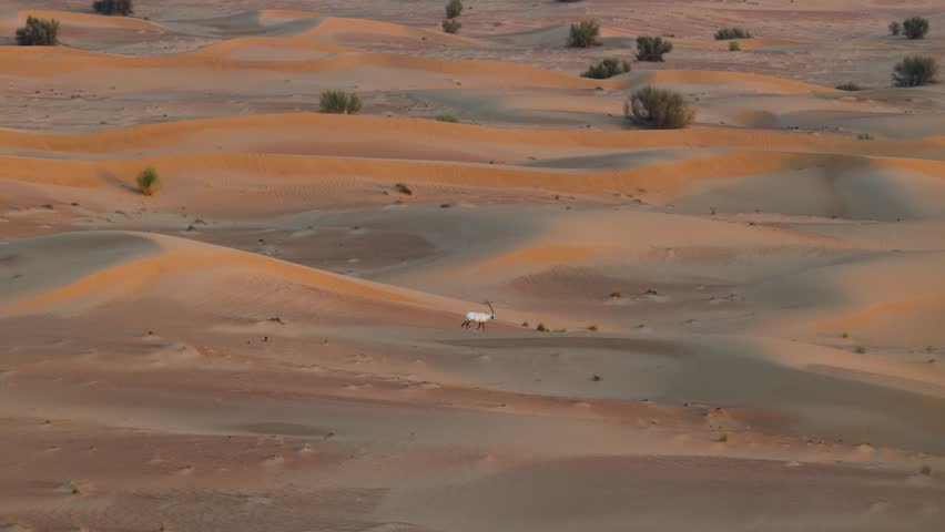 Aerial view of Oryx antelope roaming across the orange Dubai desert dunes