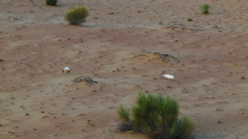 Aerial view of Oryx antelope roaming across the orange Dubai desert dunes
