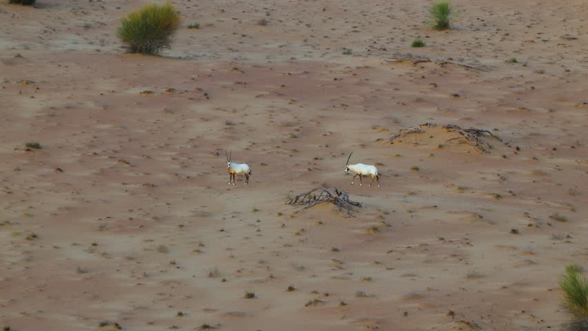 Aerial view of Oryx antelope roaming across the orange Dubai desert dunes