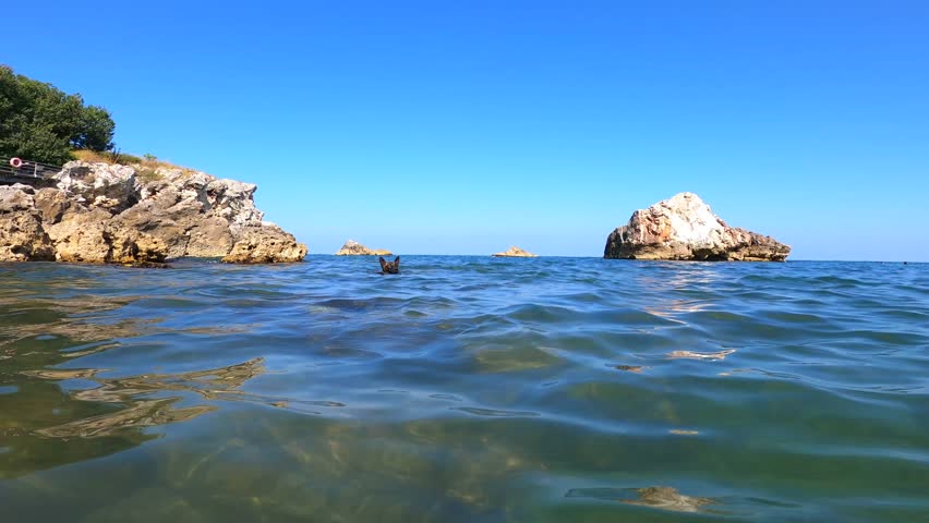 Dog swimming in blue water