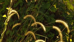 Golden grass in the field. real time video.