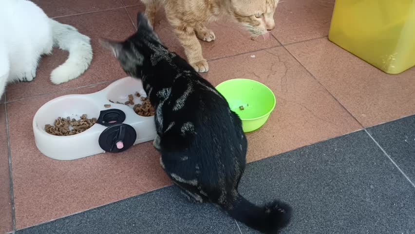 Domestic cats are eating dry food in plastic containers. Cats are eating on the terrace of the house.