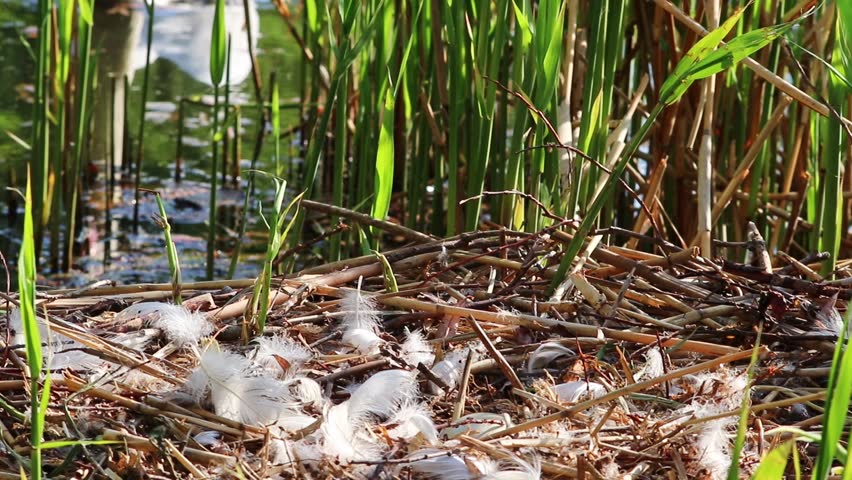 Graceful white swan returning to nest with eggs as white cygnus at lake shore in mating and breeding season hatching his eggs and sleeping on his eggs to keep them warm and grooming feathers close-up