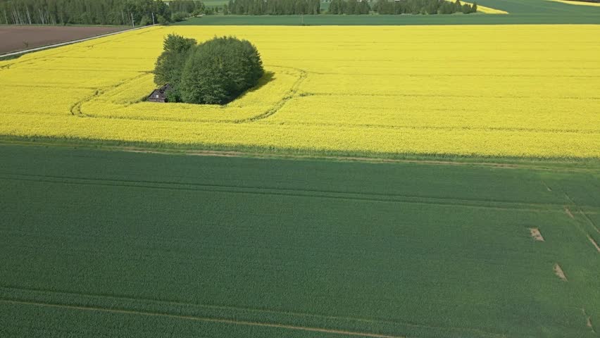 Aerial view of the blooming yellow rapeseed fields and green fields of rye and wheat on a sunny,spring day.
