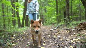 A guy or man and a girl or woman are walking in the woods with dogs. Walking with a dog during self-isolation due to coronavirus or covid-19.