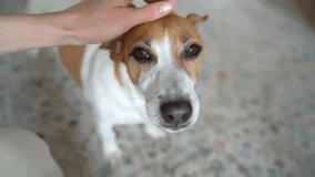 Dog enjoying woman hand touch. Closing eyes with pleasure. Hand petting Cute small dog Jack Russell terrier close up. Adorable dog eyes looking at camera. Video footage pet care, trust and love 