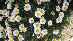 Summer nature meadow flowers view. Chamomile field scene. Summer chamomile meadow flowers.