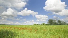 In May, in spring, an uncultivated field, with tall grass and many poppies moved by a light wind, blue sky and clouds. Time lapse video. Collegno, Italy.