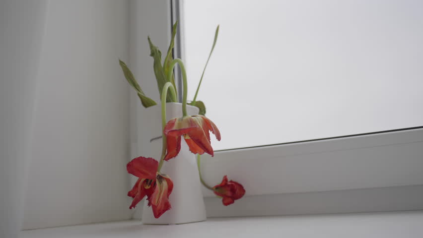 Withered tulips stand on white windowsill on background of cloudy sky. Wilted flowers in vase located in light apartment premise low angle shot Royalty-Free Stock Footage #1104064227