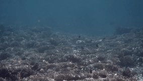 Underwater video of BLACKTIP REEF SHARK swimming among coral reef in the tropical sea with light rays underwater. Koh Tao island, Thailand. Wild nature.