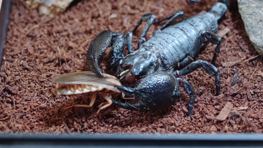 Scorpion holds insect in its pincers uses chelicerae to eat it alive. Close-up