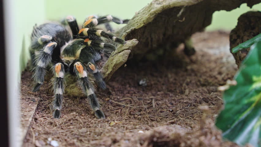 Hungry Mexican redknee tarantula being fed a bug with tongs, pet spider