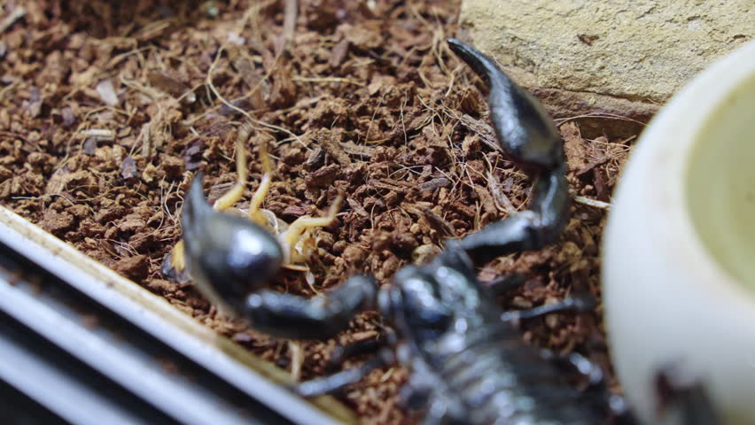 Black Emperor scorpion catches insect prey with massive pincers, close-up