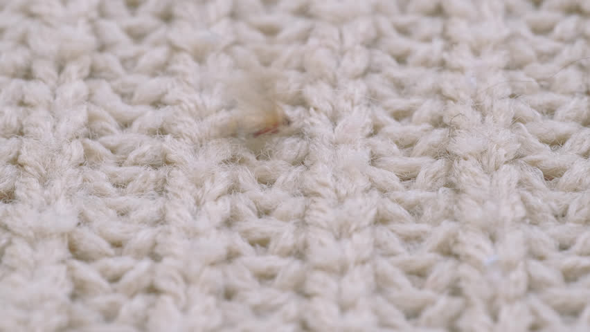 brown insect, female Clothes moth lays eggs on woolen knitted thing, flutters its wings, selective focus, pest concept, destruction and damage to clothes in home Royalty-Free Stock Footage #1104072093