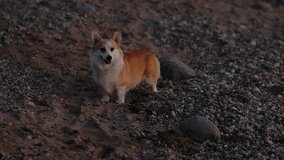 Adorable Corgi Puppy's Sunset Adventure: Playful Walk on a Rocky Sea Beach