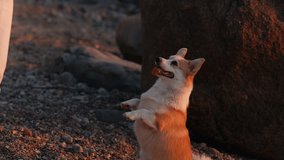 Rocky Beach Adventure: Young Woman and Corgi Dog Discovering Nature's Beauty at Dusk