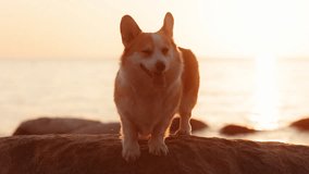 Playful Puppy's Paradise: Cute Corgi Dog Enjoys a Rocky Sea Beach Walk at Sunset