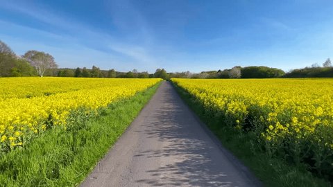 Summer landscape road between blooming yellow rapeseed fields in German countryside. High quality 4k footage วิดีโอสต็อก