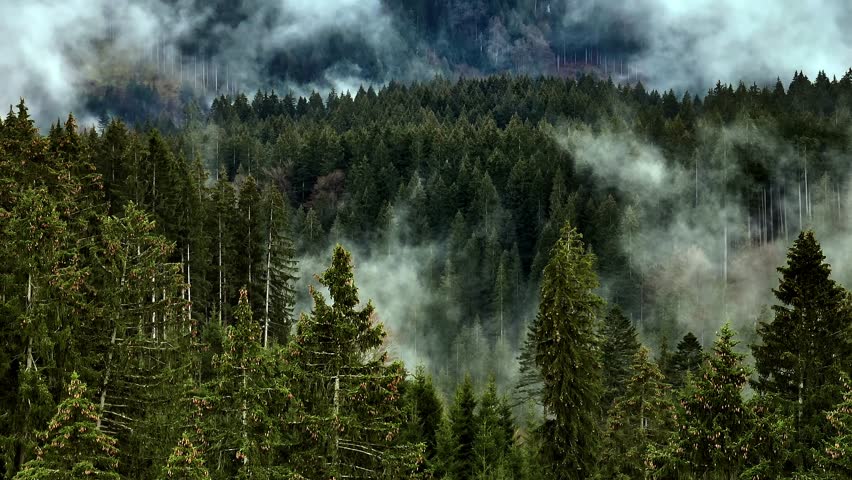 Low clouds and mist over a fir forest in the mountains - amazing drone photography