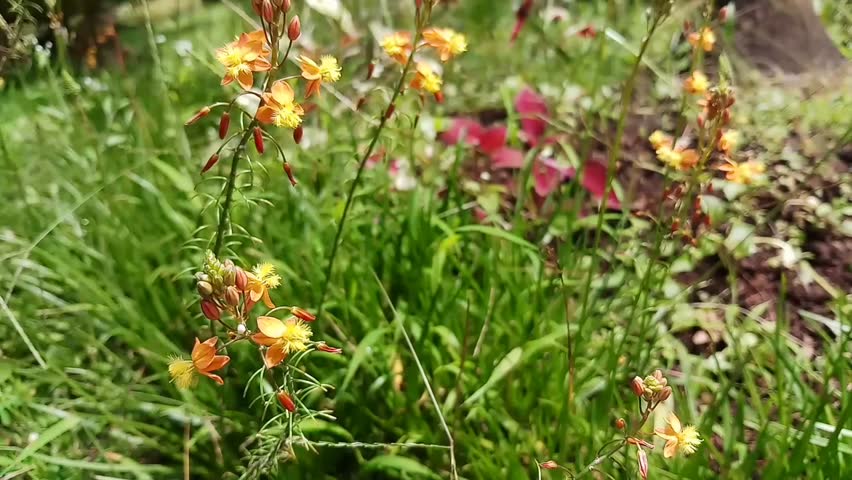 Bulbine frutescens is a species of flowering plant in the genus Bulbine, native to Southern Africa. The flowers appear throughout the summer. the flowers in the city park sway in the wind.