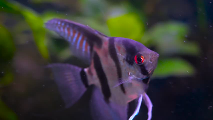 Close up shot with a freshwater angelfish swimming, blurred background | Shutterstock HD Video #1104078589