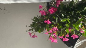 Pink mandevilla dipladenia flowers ornamental plant vertical video. - Powered by Shutterstock - Get 15% off with code: PIKWIZARD15