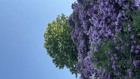 Lilac flowers shrubs in bloom and blossoming horse chestnut tree in beautiful spring park, vertical video.