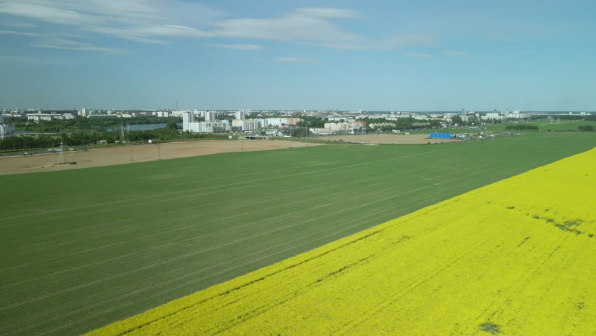 Border of two fields. Blooming yellow rapeseed and cereal sprouts. A city is visible on the horizon. Aerial photography